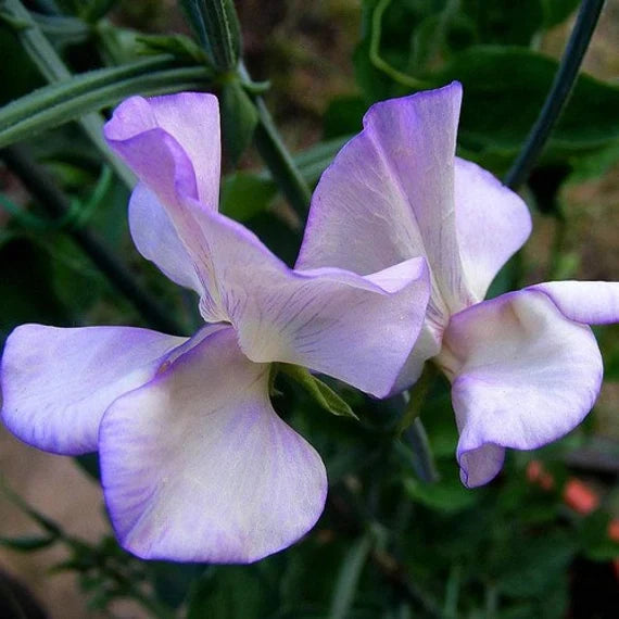 Non-GMO Lavender Sweet Pea Seeds for Gardening