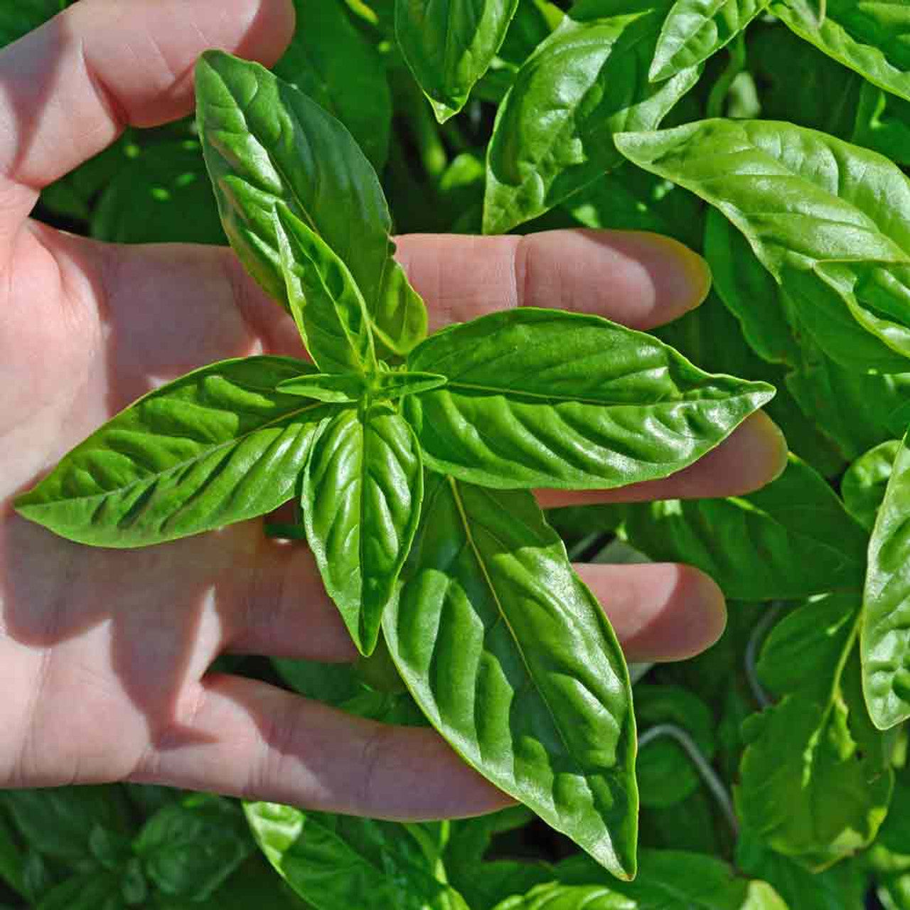 Non-GMO Lemon Basil seeds for ornamental herb gardens