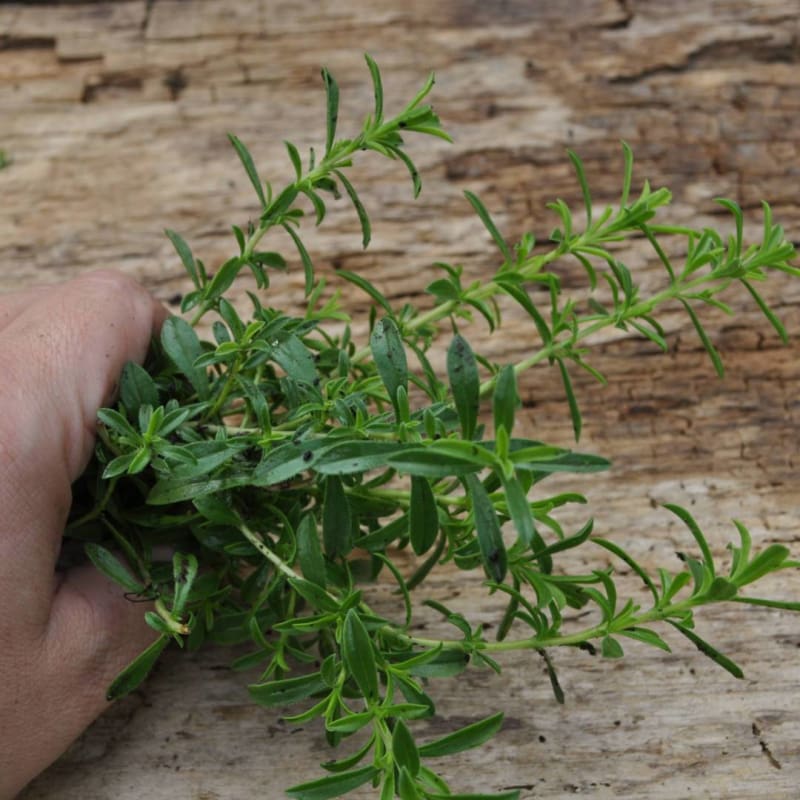 Non-GMO Lemon Savory herb seeds for borders and containers