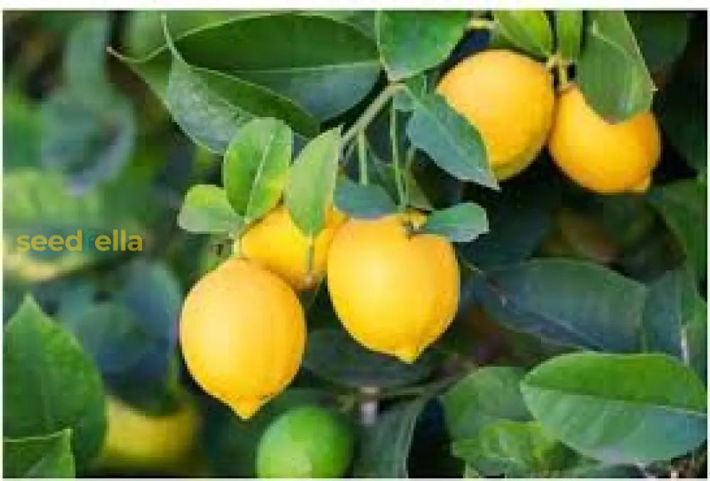 Non-GMO Lemon Tree Seeds for Fresh Citrus Growth