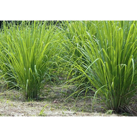 Non-GMO Lemongrass plant seeds for landscape gardens
