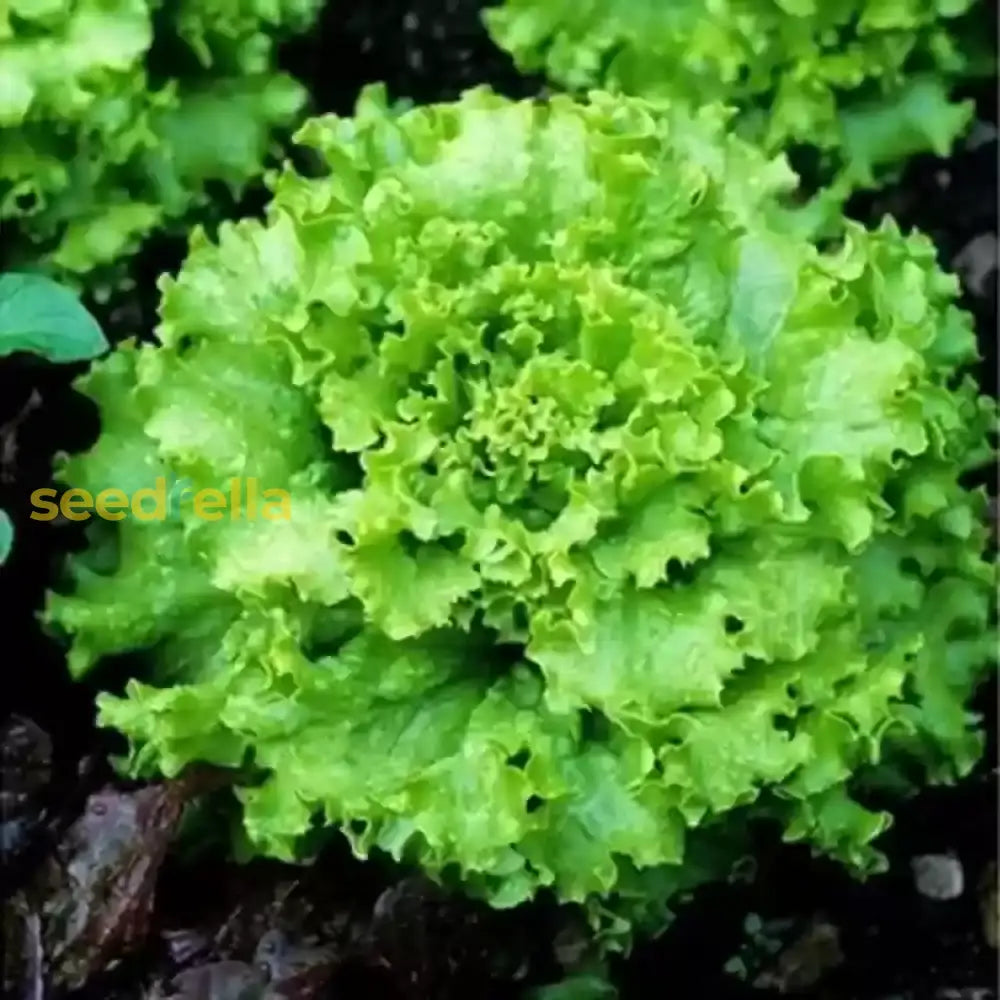 Non GMO lettuce planting seeds for home growers