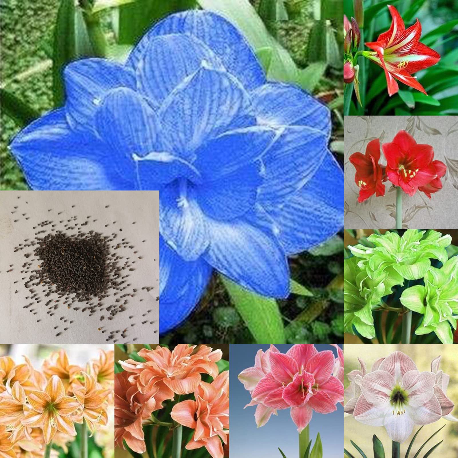 Non-GMO Light Blue Amaryllis Seeds for Home Gardening