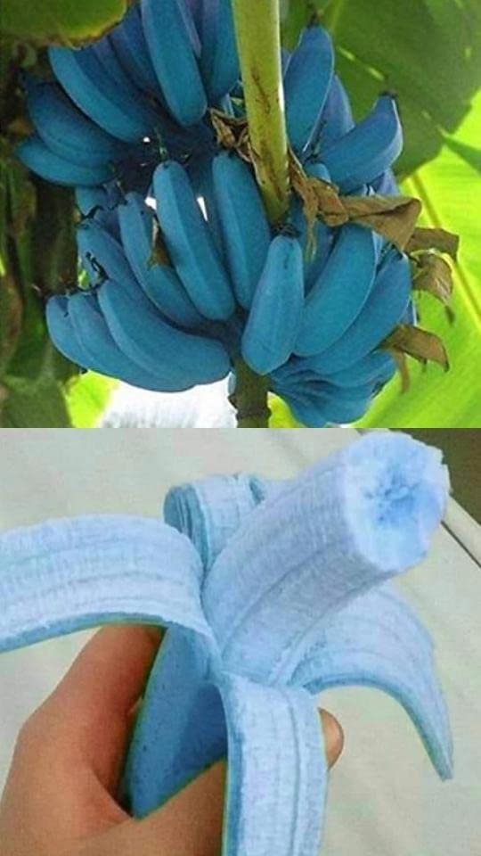 Non-GMO light blue banana seeds for tropical garden planting
