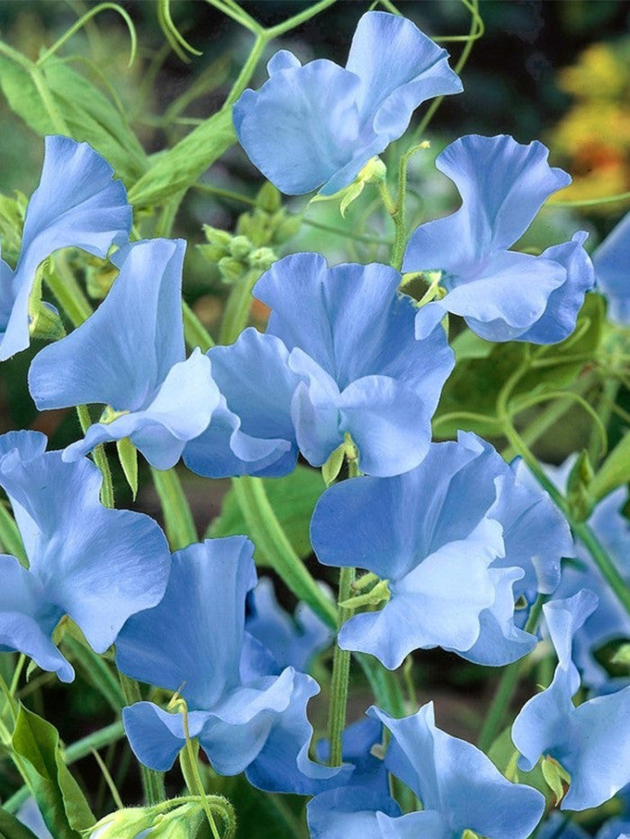 Non-GMO Light Blue Sweet Pea Seeds