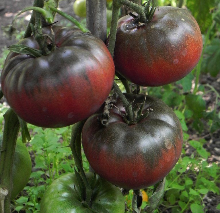 High germination Light Brown Tomato seeds for gardening