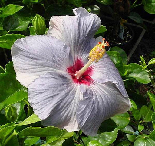 Non Gmo Light Grey Hibiscus Seeds