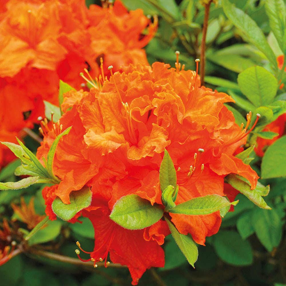 Non-GMO Light Orange Azalea Seeds for Home Gardening
