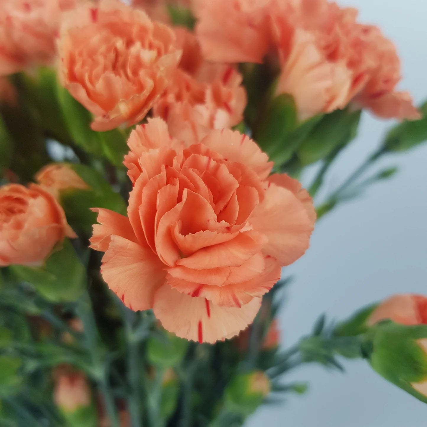 Non-GMO Light Orange Carnation Flower Seeds