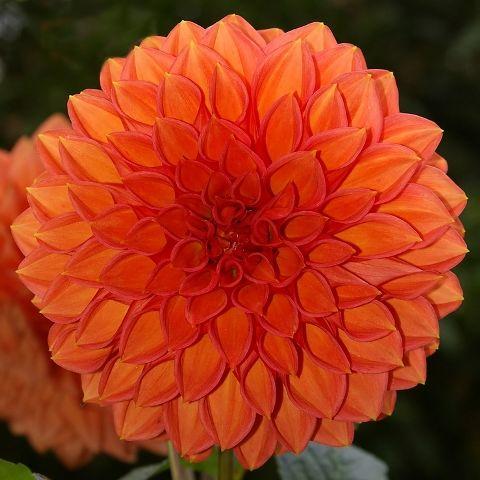 Non-GMO Light Orange Dahlia Seeds for Home Gardening