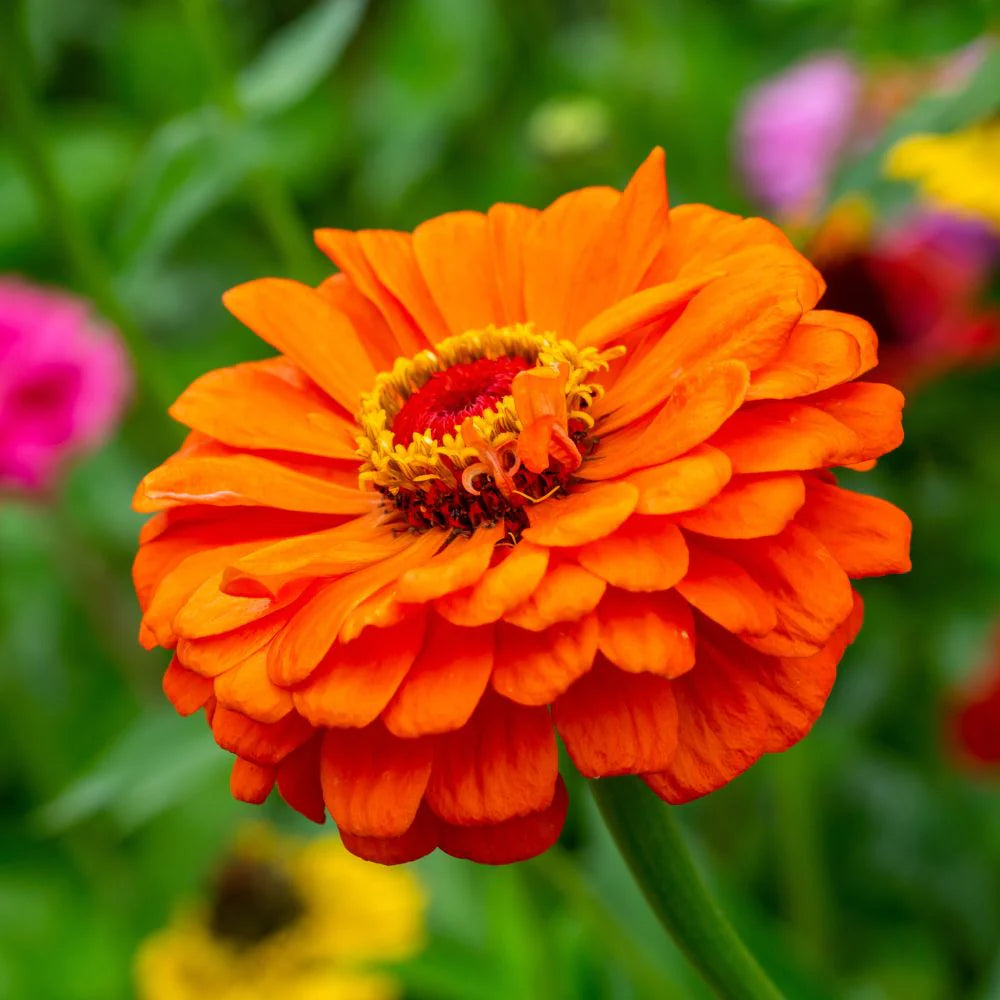 Non-GMO Light Orange Zinnia Flower Seeds