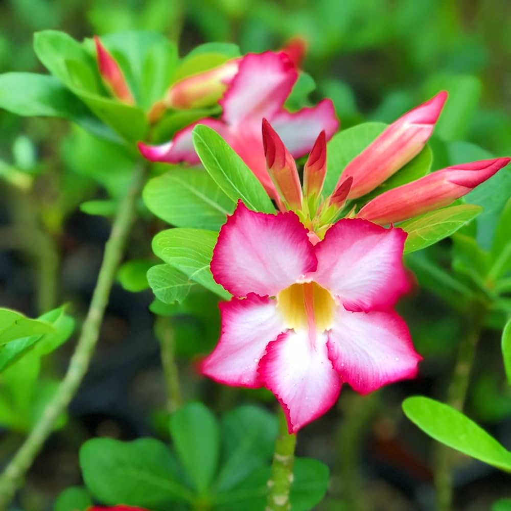 Non-GMO Light Pink Adenium Obesum Seeds