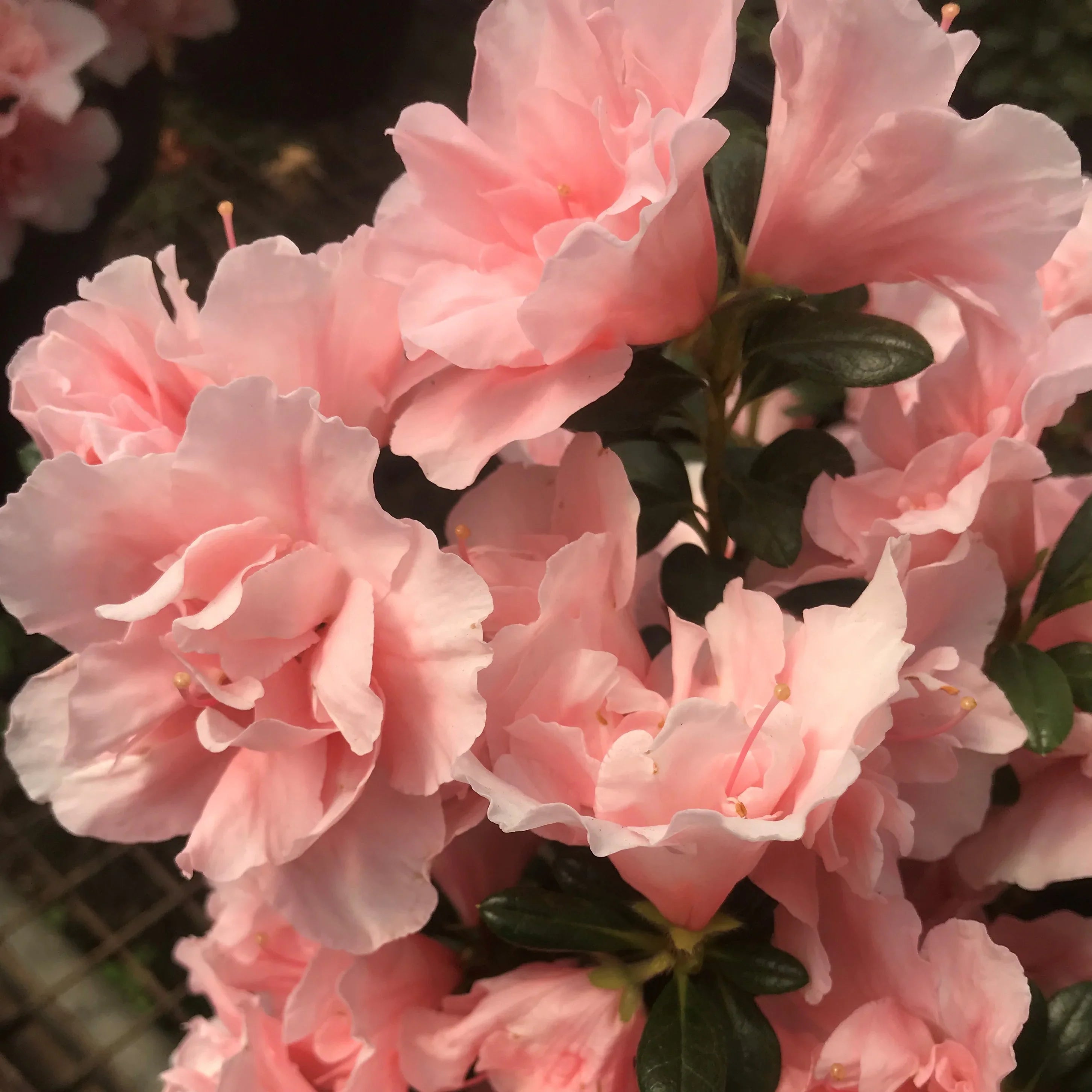 Non-GMO Light Pink Azalea Flower Seeds
