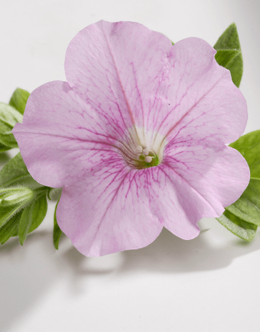 Premium Non-GMO Light Pink Petunia Seeds