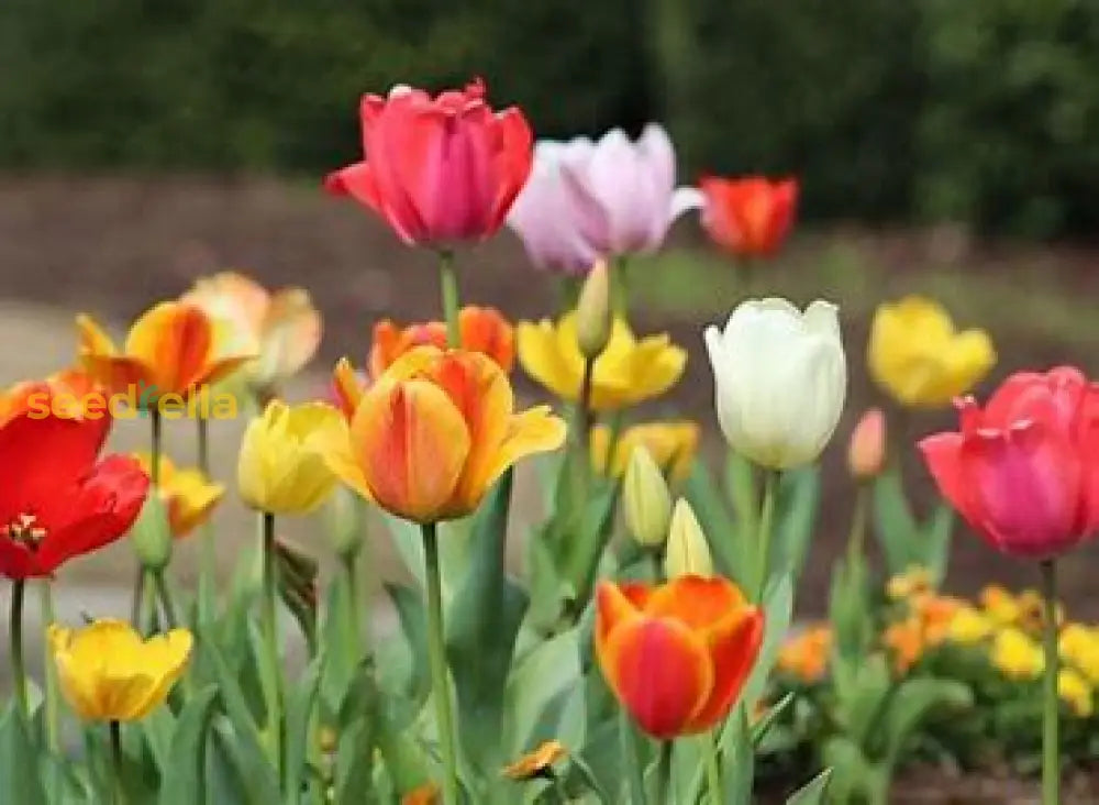Non-GMO Light Pink Tulip Flower Seeds