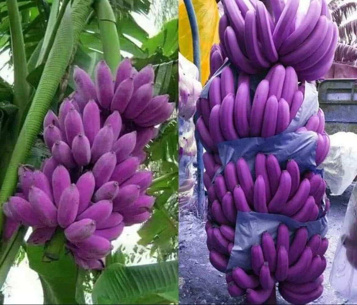 Non-GMO light purple banana seeds for tropical gardens