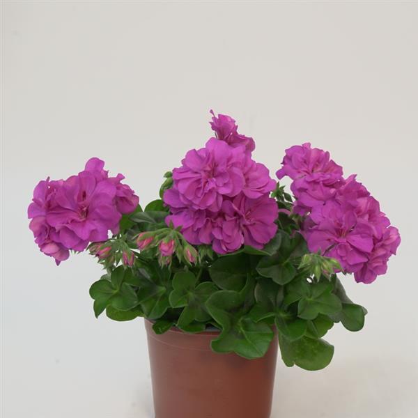 Premium Non-GMO Light Purple Geranium Seeds