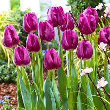 Non-GMO Light Purple Tulip Seeds for Gardening