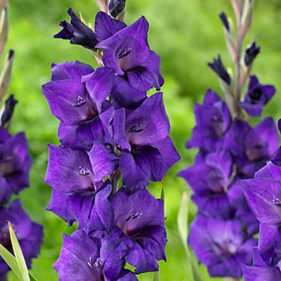 Non-GMO Light Violet Gladiolus Seeds for Home Gardening