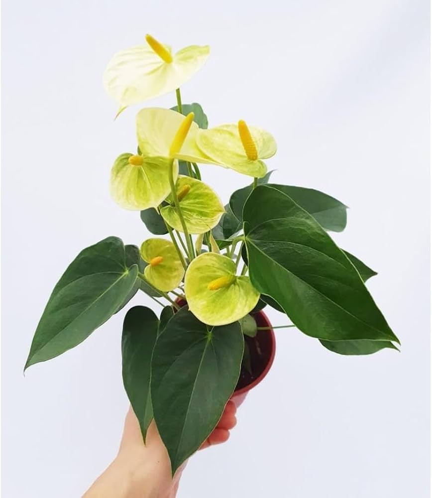 Non-GMO Light Yellow Anthurium Flower Seeds