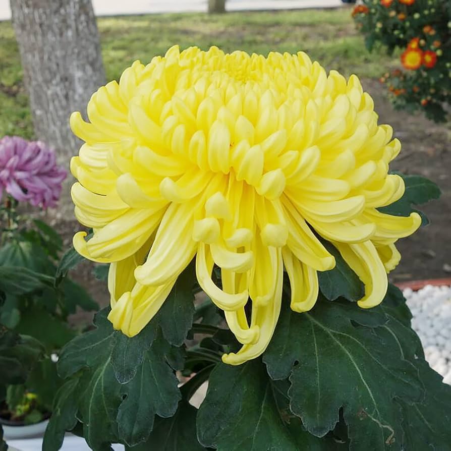 Non-GMO Light Yellow Aster Seeds for Gardening