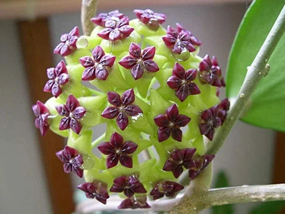 Premium Non-GMO Light Yellow-Brown Hoya Seeds