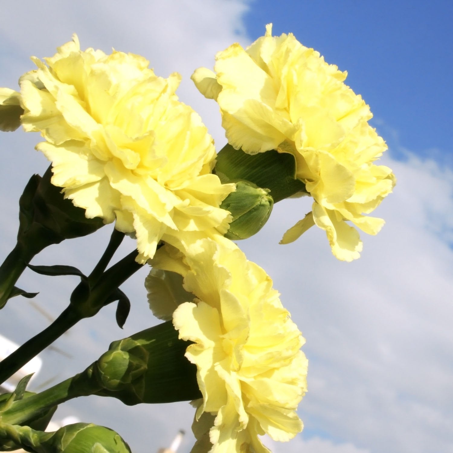 Non-GMO Light Yellow Carnation Seeds for Gardening