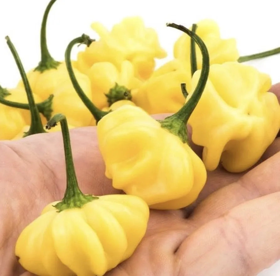 Non GMO light yellow chili pepper seeds