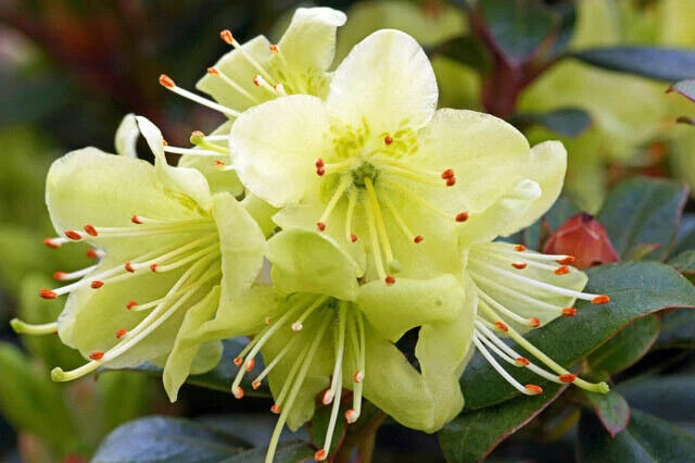 Non-GMO Light Yellow Rhododendron Seeds for Home Gardening