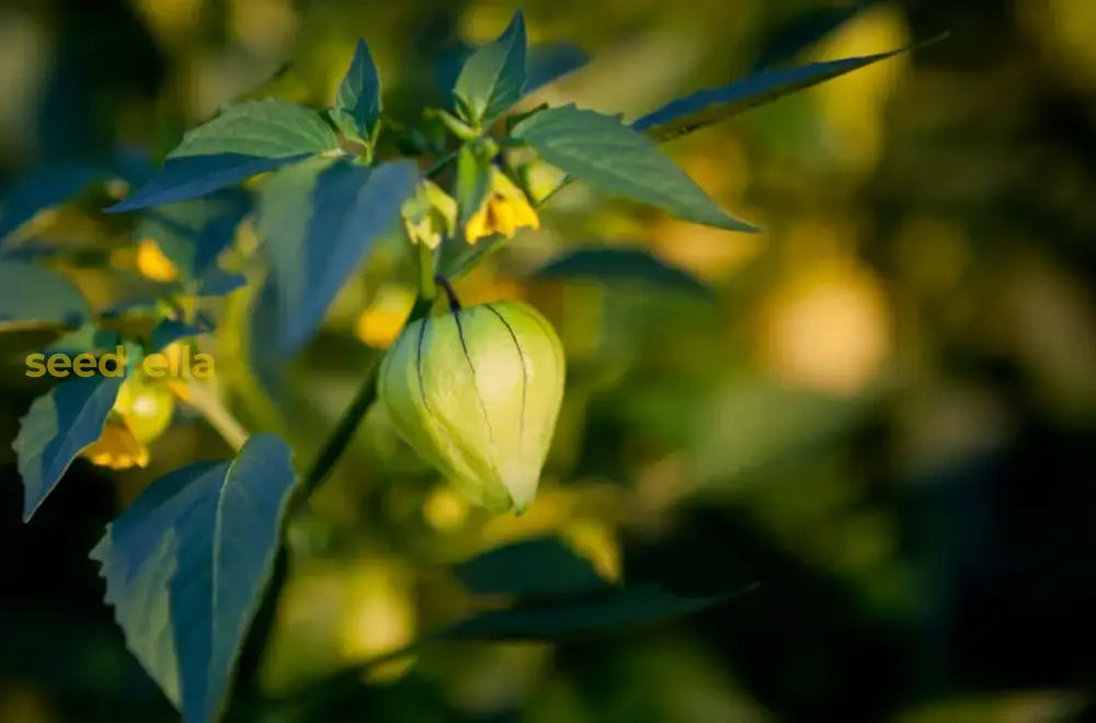 Non GMO light yellow tomatillo seeds for planting
