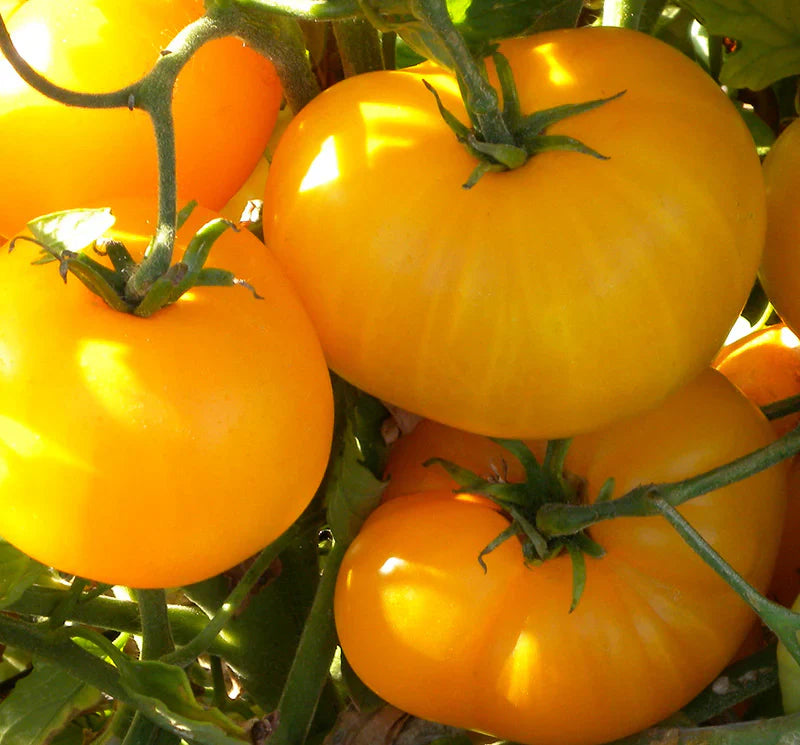 Non GMO light yellow tomato seeds