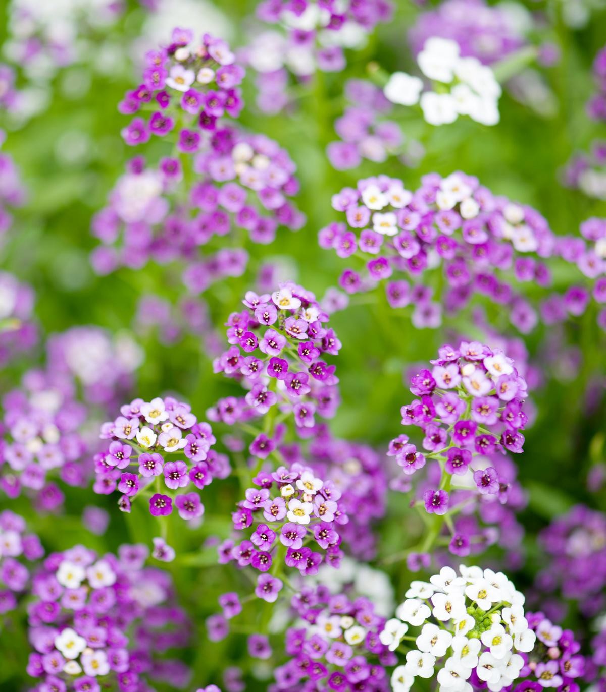 Non-GMO Lobularia Maritima Flower Seeds