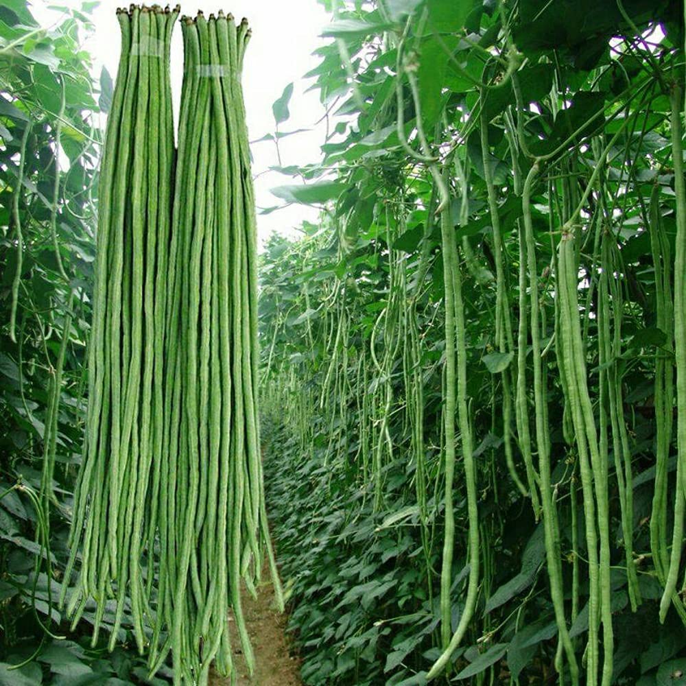 High germination Long Bean seeds for gardening