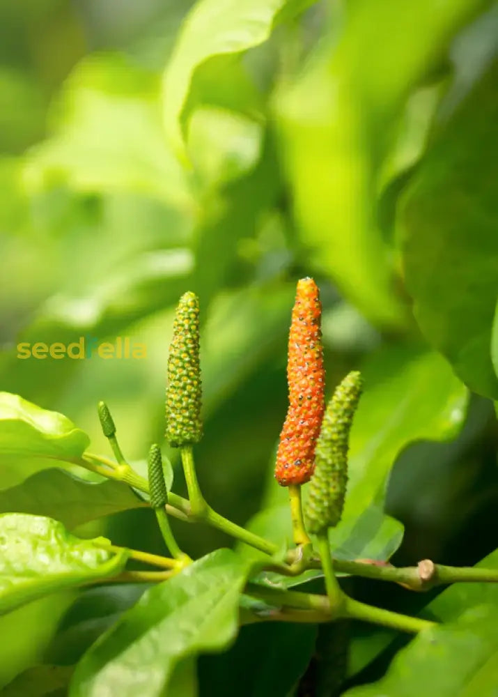 Non GMO long pepper seeds