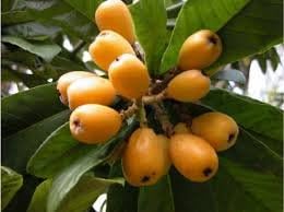 Non-GMO Yellow Loquat seeds for easy planting