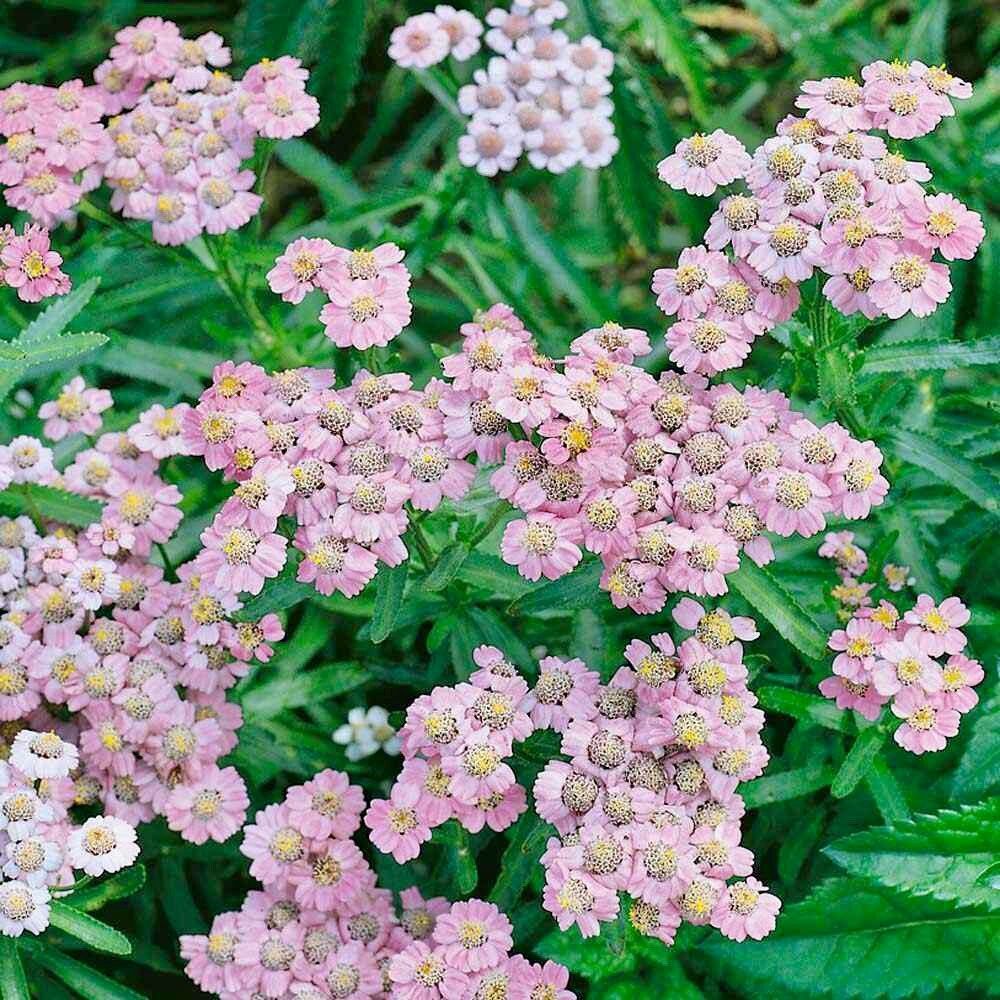 Non GMO Love Parade Yarrow seeds