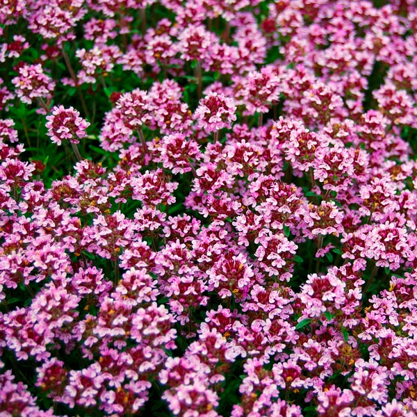 Non-GMO Magic Carpet Thyme seeds for rock gardens