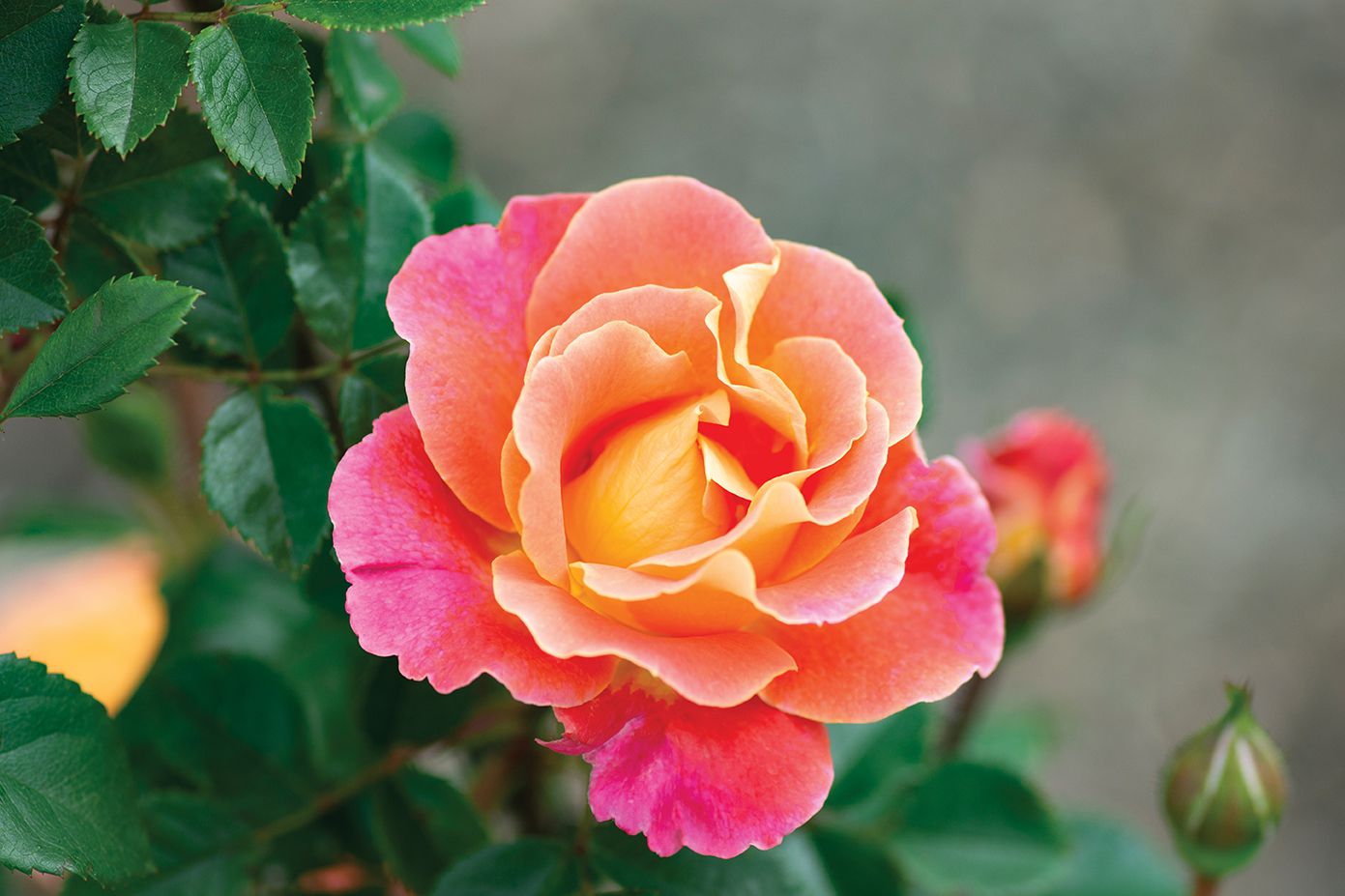 Non-GMO Majestic Climbing Rose Seeds