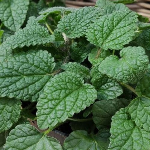 Non-GMO Mandarina Lemon Balm seeds for ornamental gardens