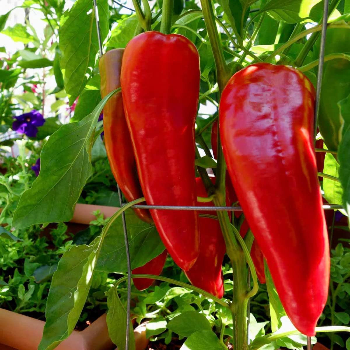 Non-GMO Sweet Marconi Pepper seeds