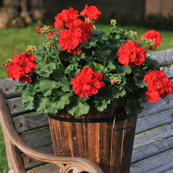 Non-GMO Maroon Geranium Seeds for Gardening