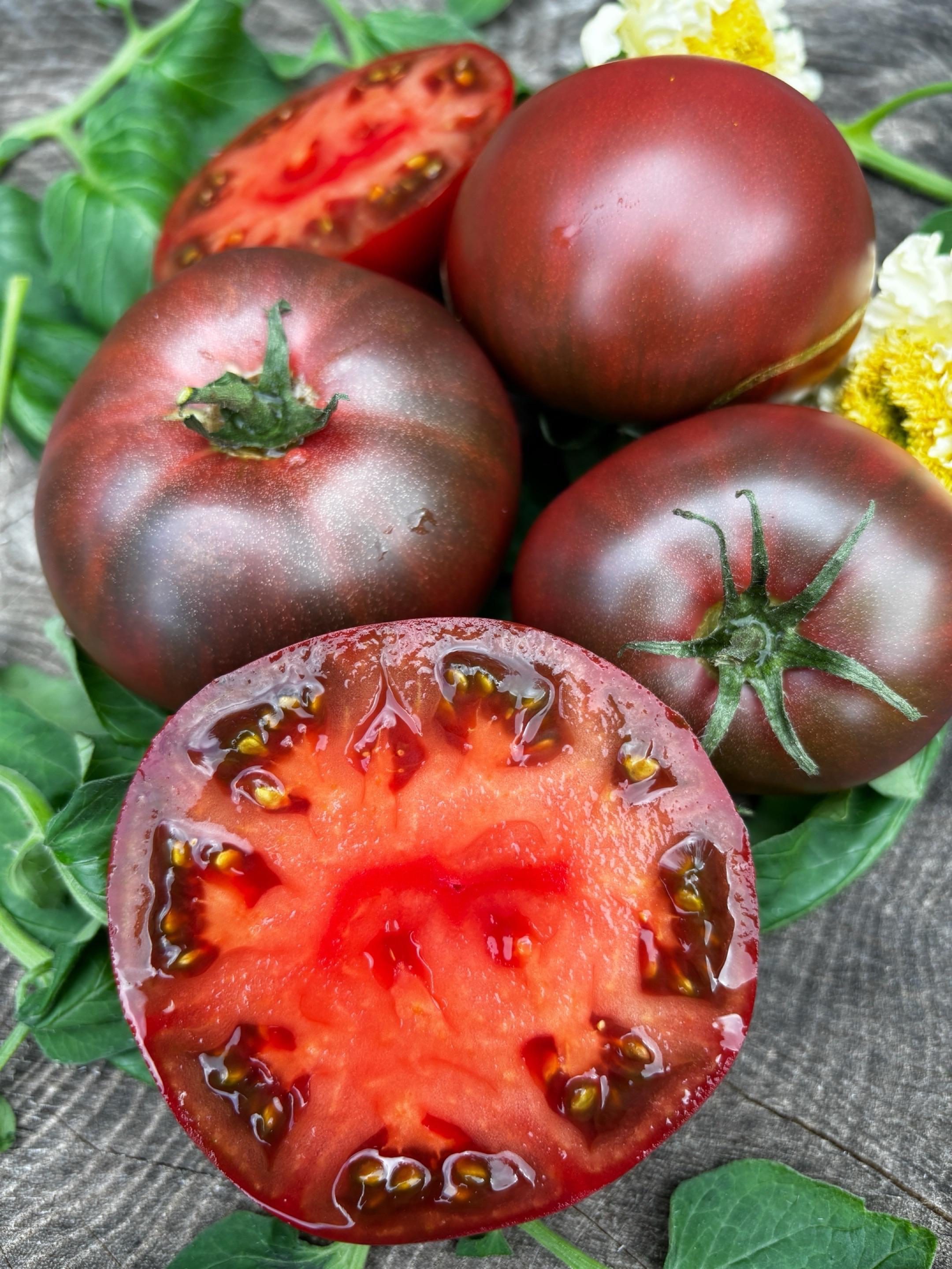 Non GMO maroon tomato seeds for gardeners
