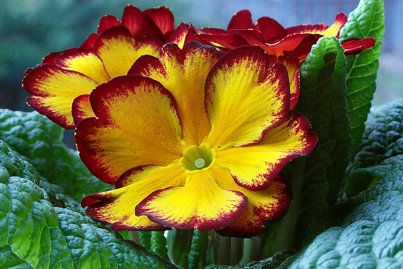 Non-GMO Maroon Yellow Primrose Flower Seeds for Gardening