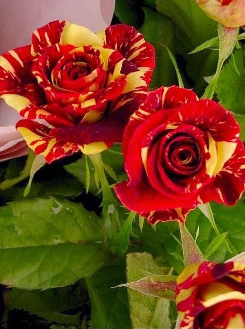 Non-GMO Maroon Yellow Rose Seeds for Gardening