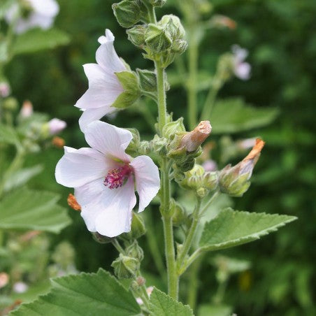 Non-GMO Marshmallow flower seeds for borders and wildlife gardens