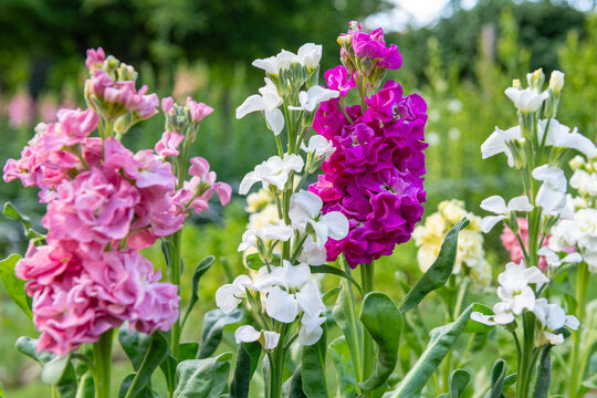 Non Gmo Matthiola Incana Multicolour Seeds
