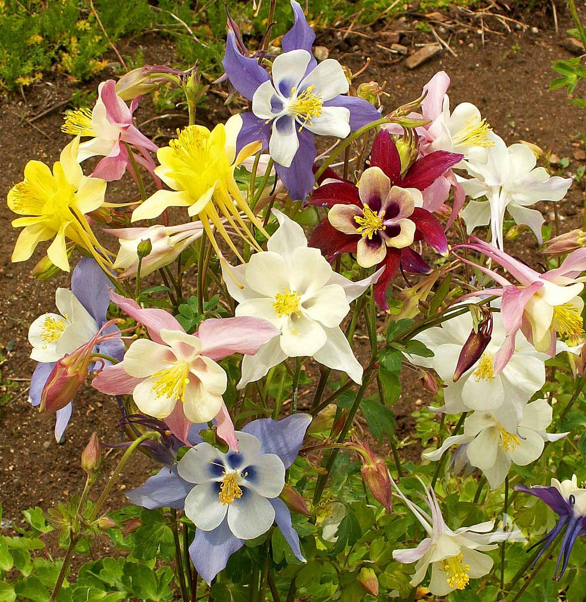 Non-GMO Mckana’s Giant Columbine Seeds for Garden Borders