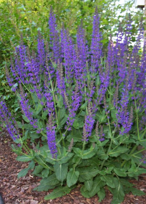Non-GMO Meadow Sage flower seeds for pollinator gardens
