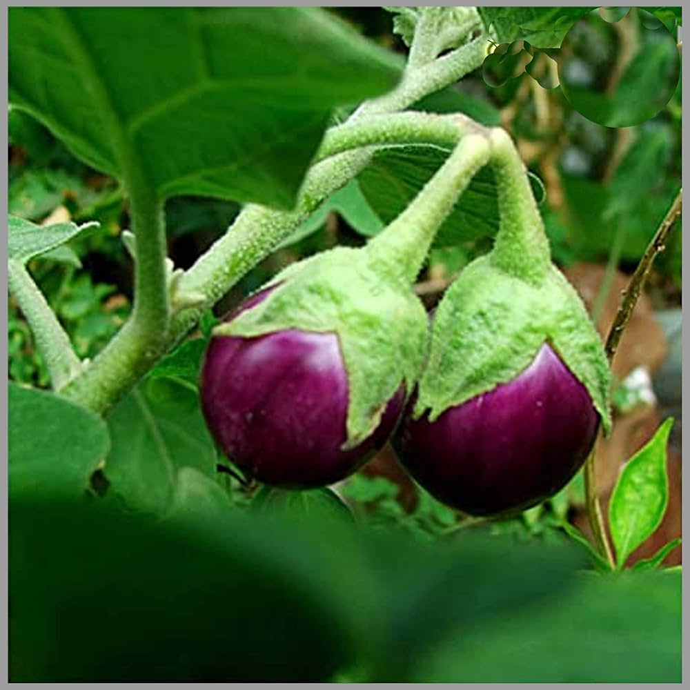 Non-GMO melon eggplant seeds for home gardens