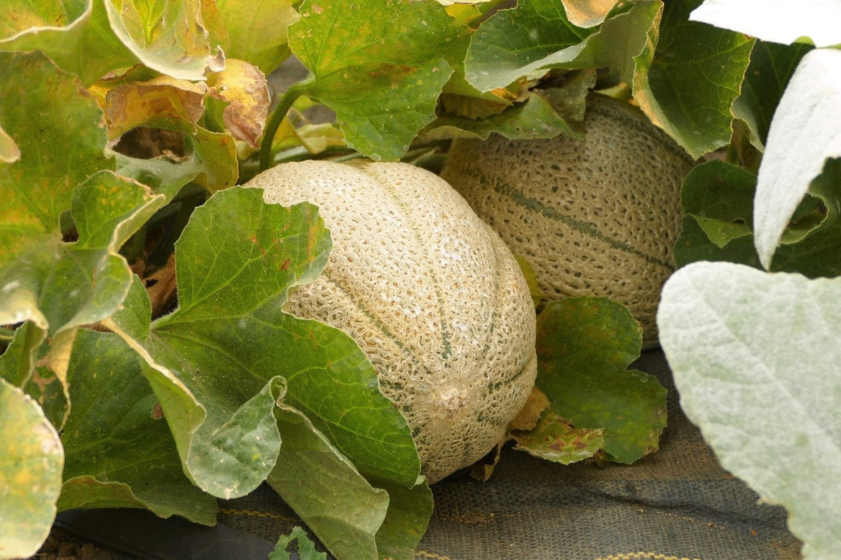 Non-GMO melon seeds with sweet orange-fleshed cantaloupe fruit